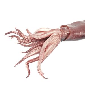 FROZEN CEPHALOPODS