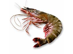 FROZEN SHRIMP