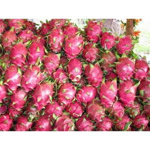 Dragon fruit