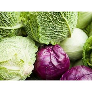 Cabbage