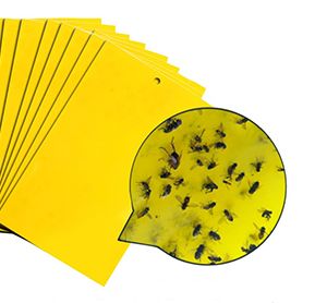 Insect Trapping Adhesives