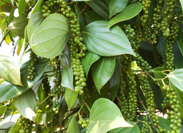 VIETNAM BLACK PEPPER 500GL FAQ