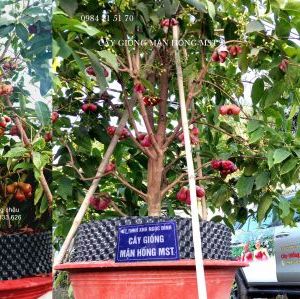 CÂY GIỐNG MẬN HỒNG MST (cây lớn trồng chậu)
