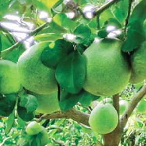 Green skin grapefruit