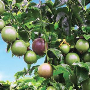 Dai Nong passion fruit