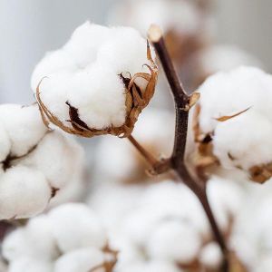 Cotton