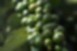 Vietnamese Robusta