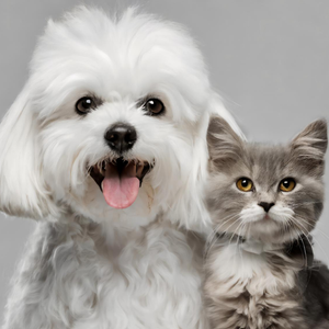 Pet Food