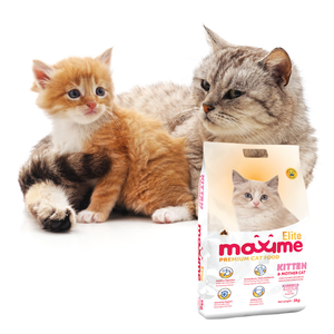 Maxime Elite Kitten and Mother Cat