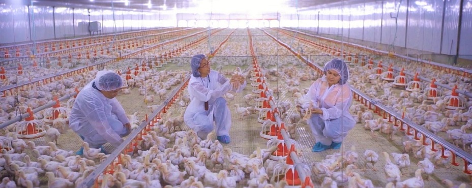 Bounty Fresh Chicken