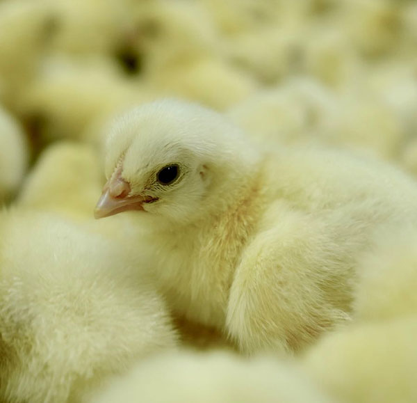 Superior Meat Chick
