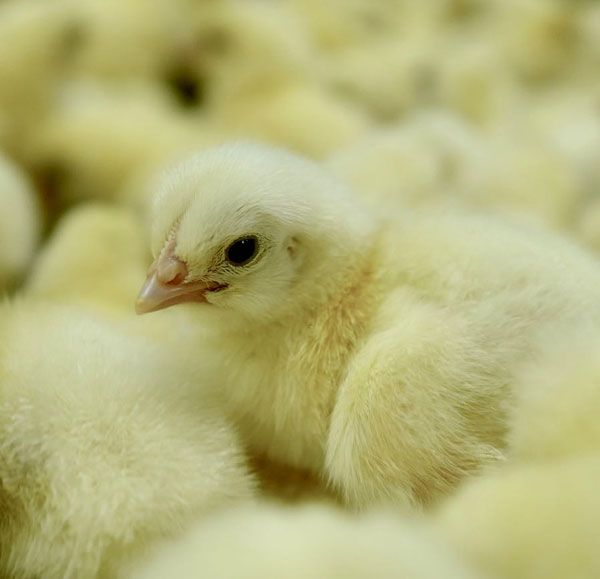 Superior Meat Chick
