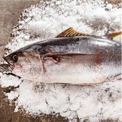 Fish