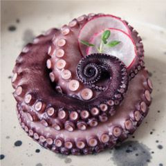 Cephalopod