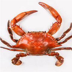 Crab