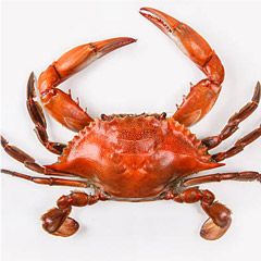 Crab