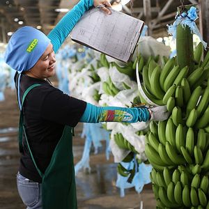 Cavendish bananas