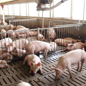 Pigs