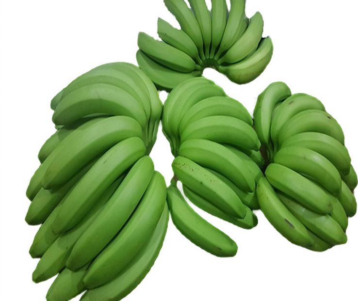 Cavendish Banana