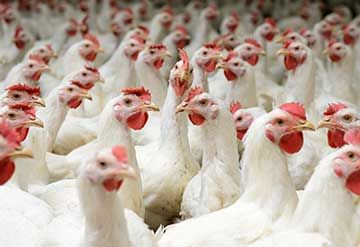 chicken broiler products