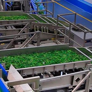 IQF vegetables