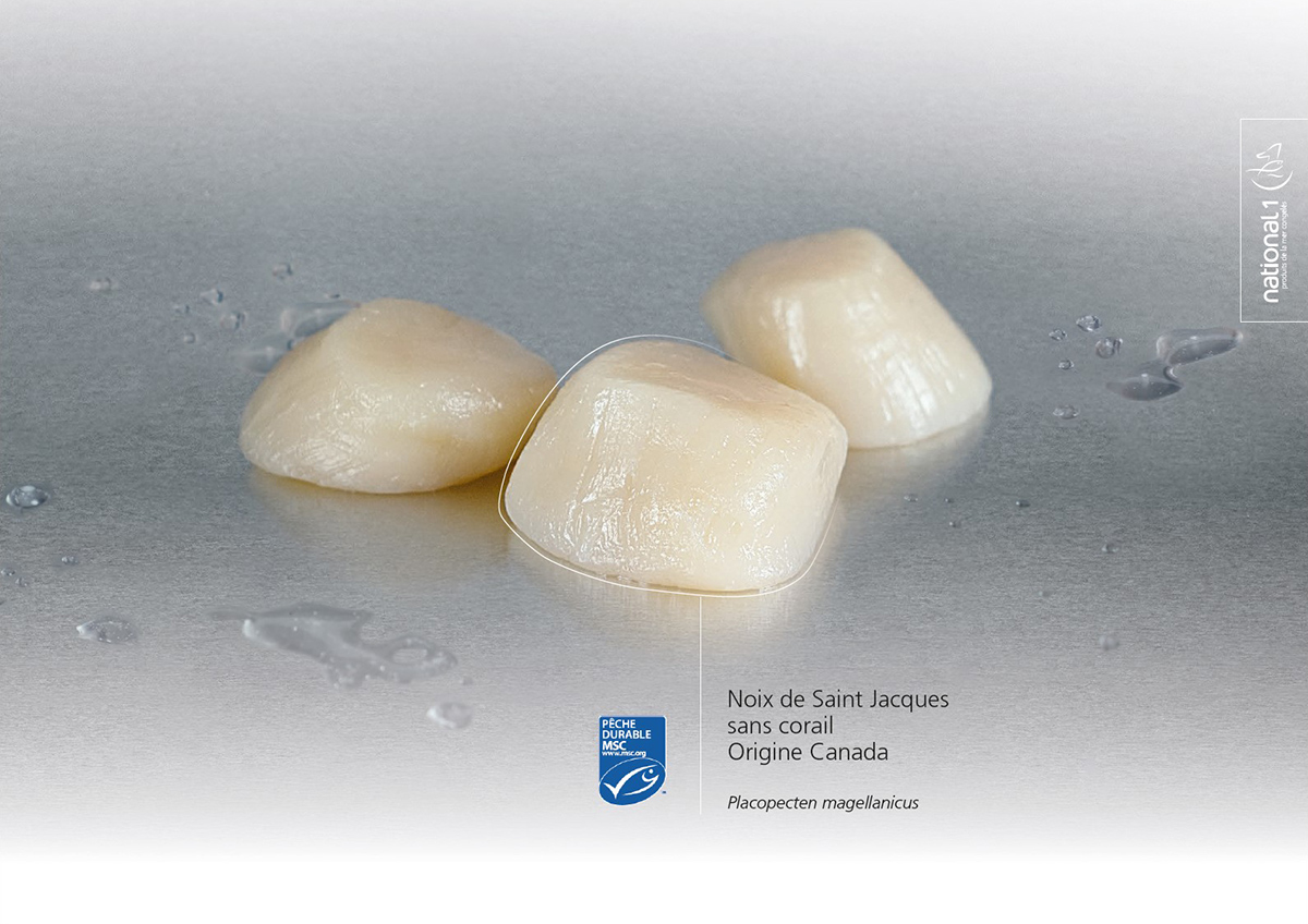 Noix de Saint Jacques sans corail