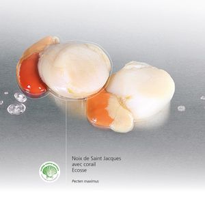 Noix de COQUILLES Saint Jacques avec corail Ecosse
