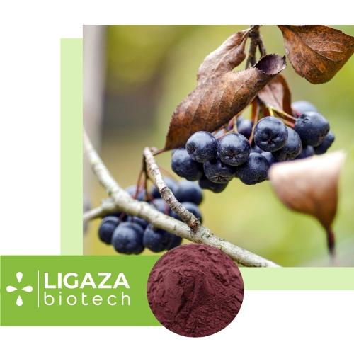 chokeberry (Arónia melanocárpa)