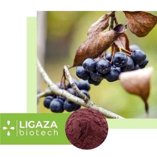chokeberry (Arónia melanocárpa)