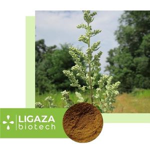 wormwood bitter (Artemísia absínthium)