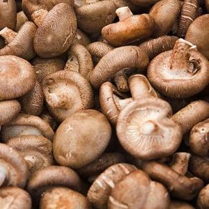 Shiitake Extract - Professional, Food Industry, Cosmetic, Nutraceutical, Extract