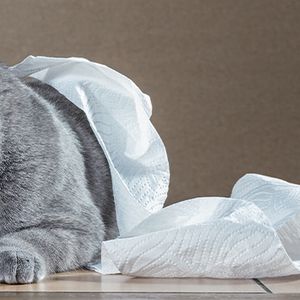 Katzenklos