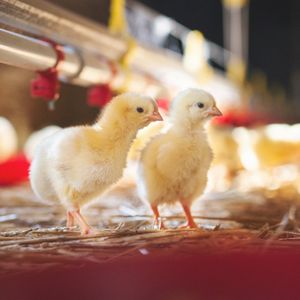 poultry