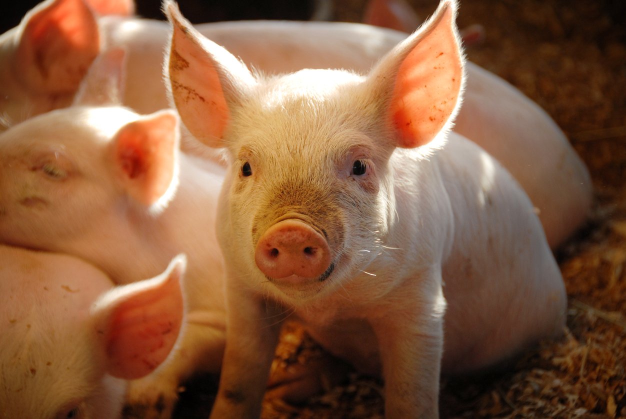 bacon