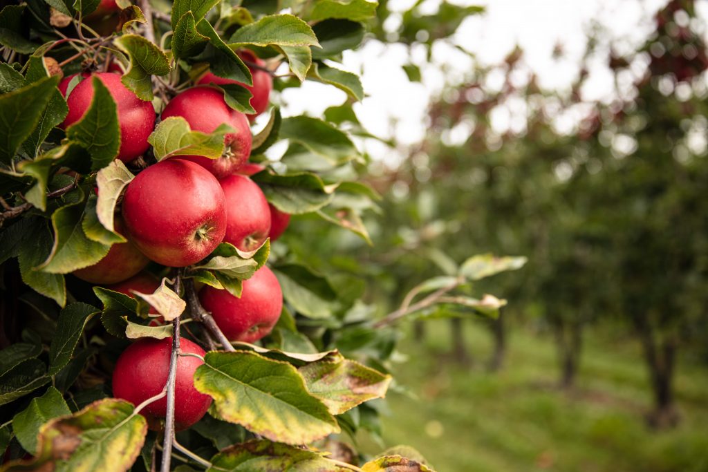 apples