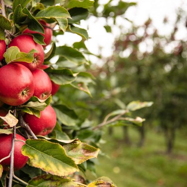 apples