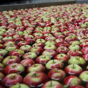 Apples