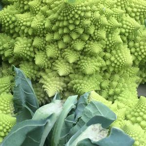 Romanesco Broccoli