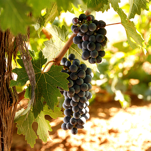 Los Llanos Winery