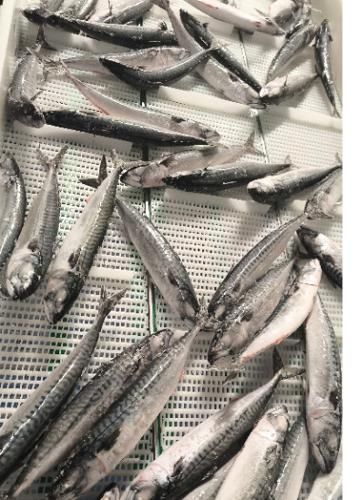 IQF Horse Mackerel