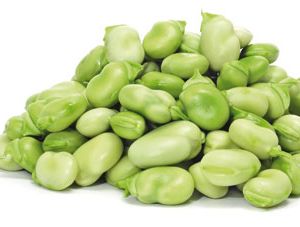 Broad Bean