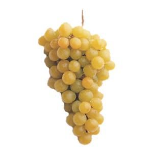 Buy Table Bagged Grapes in Bulk from Spain - Grape Producers with 40 years experience.