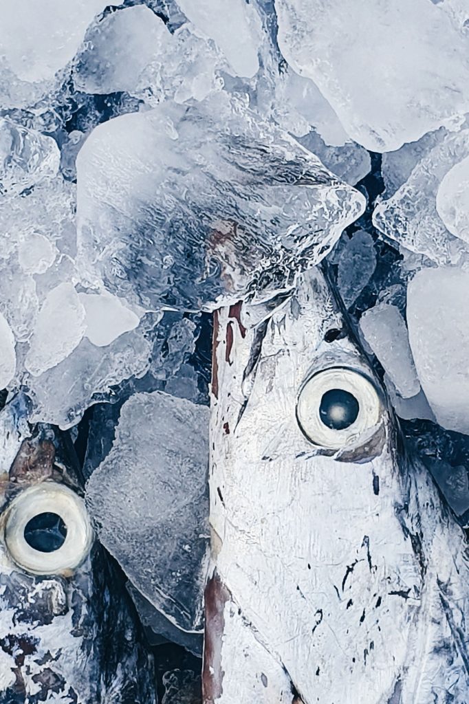 Frozen fish