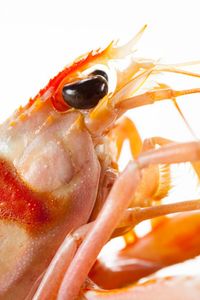 Seafood