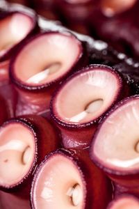 Cephalopods