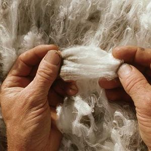 cotton