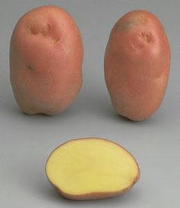 Potatoes - Red skin - DESIREE