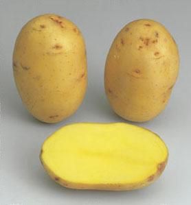 Potatoes - Yellow skin - VICTORIA