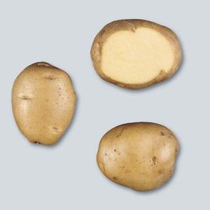 Potatoes - Yellow skin - SINORA