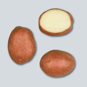 Potatoes - Red skin - ROKO